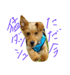 片耳立ち犬 Salang（個別スタンプ：1）