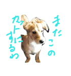 片耳立ち犬 Salang（個別スタンプ：2）