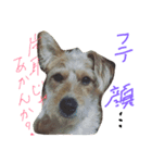 片耳立ち犬 Salang（個別スタンプ：8）