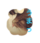 ねこのこんにゃく 3（個別スタンプ：1）
