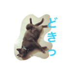 ねこのこんにゃく 3（個別スタンプ：2）