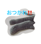 ねこのこんにゃく 3（個別スタンプ：3）