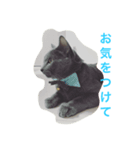 ねこのこんにゃく 3（個別スタンプ：4）