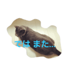 ねこのこんにゃく 3（個別スタンプ：5）