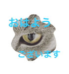 ねこのこんにゃく 3（個別スタンプ：6）