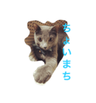 ねこのこんにゃく 3（個別スタンプ：7）