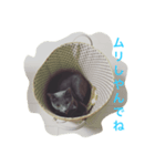 ねこのこんにゃく 3（個別スタンプ：8）