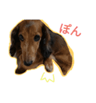 癒しのわんこ ダックスフンドのべるちゃん（個別スタンプ：4）