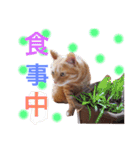 茶トラのにゃらん（個別スタンプ：2）