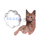 茶トラのにゃらん（個別スタンプ：11）
