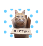 茶トラのにゃらん（個別スタンプ：14）