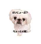 マシュ＆ゆみお（個別スタンプ：9）