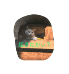 猫にくびったけ（個別スタンプ：3）