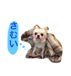 1チワワのそよかぜ 羽嵐（個別スタンプ：5）