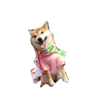 柴犬のモモちゃん（個別スタンプ：8）