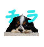 [キャバリア]タケテトの雑スタンプ②（個別スタンプ：16）