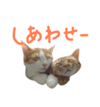 Bisco ＆Mugi（個別スタンプ：1）