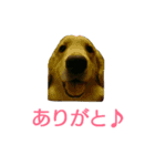 ふくとさち、しあわせスタンプ（個別スタンプ：3）