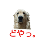 ふくとさち、しあわせスタンプ（個別スタンプ：8）