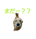 ふくとさち、しあわせスタンプ（個別スタンプ：10）