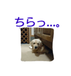ふくとさち、しあわせスタンプ（個別スタンプ：12）