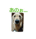 ふくとさち、しあわせスタンプ（個別スタンプ：13）