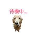 ふくとさち、しあわせスタンプ（個別スタンプ：14）