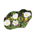 お花で会話（個別スタンプ：26）