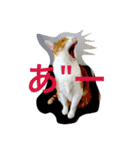 我がニャン子（個別スタンプ：1）