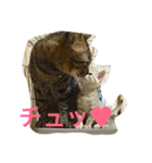 我がニャン子（個別スタンプ：15）