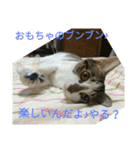 ぶんちゃんぴーちゃん仲良しニャンズ♪（個別スタンプ：31）