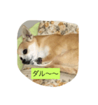 チワワのゆうちゃん（個別スタンプ：2）