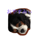 キャバリアのリア（個別スタンプ：1）