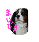 キャバリアのリア（個別スタンプ：5）