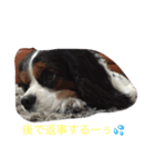 キャバリアのリア（個別スタンプ：6）