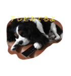 キャバリアのリア（個別スタンプ：7）