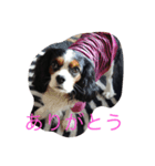 キャバリアのリア（個別スタンプ：8）