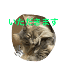 ニャンズの日常 簡単あいさつ（個別スタンプ：12）
