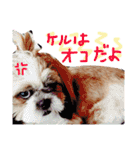 大好きわんこケルとトト（個別スタンプ：11）