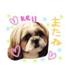 大好きわんこケルとトト（個別スタンプ：17）