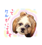大好きわんこケルとトト（個別スタンプ：19）