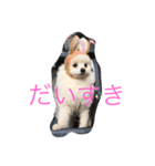 家のぽん太さん（個別スタンプ：7）