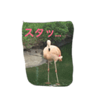 動物さん達大集合だわいわい（個別スタンプ：1）