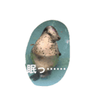 動物さん達大集合だわいわい（個別スタンプ：3）