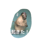 動物さん達大集合だわいわい（個別スタンプ：4）