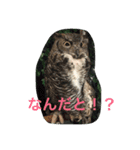 動物さん達大集合だわいわい（個別スタンプ：5）