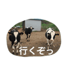 動物さん達大集合だわいわい（個別スタンプ：6）