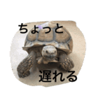 動物さん達大集合だわいわい（個別スタンプ：7）
