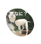 動物さん達大集合だわいわい（個別スタンプ：9）