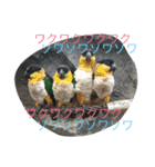 動物さん達大集合だわいわい（個別スタンプ：12）